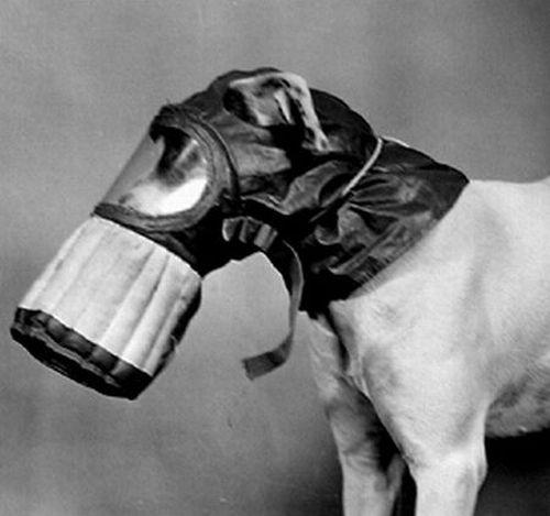 dog gas mask costume