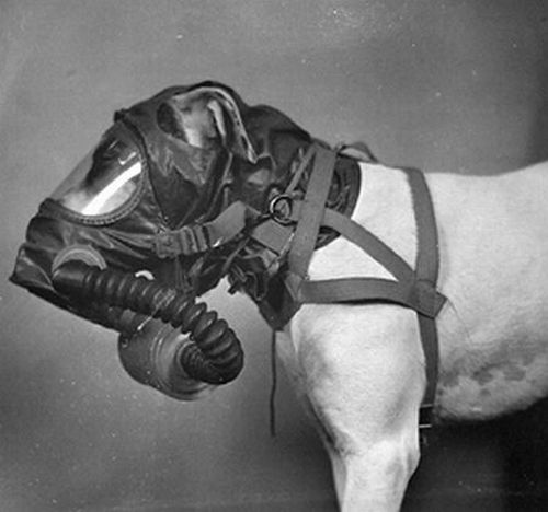 war dog gas mask