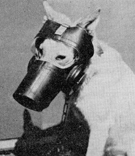 wwii dog gas mask