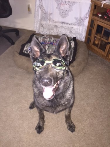 ARCHIE DOGGLES May 2015(1)